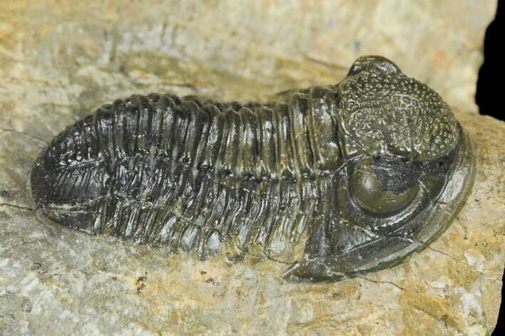 Detailed Gerastos Trilobite Fossil - Morocco #134059